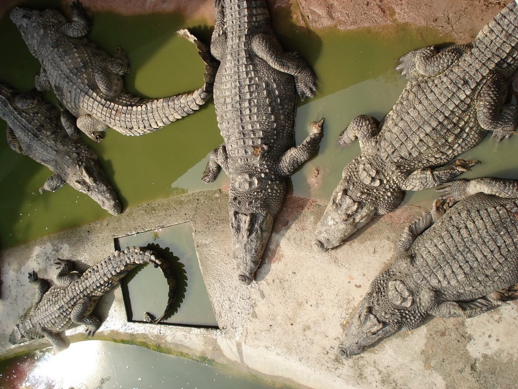 crocodile farm