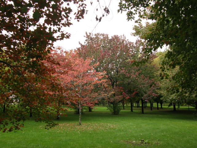 P9274365_punavaahteroita_Acer_rubrum