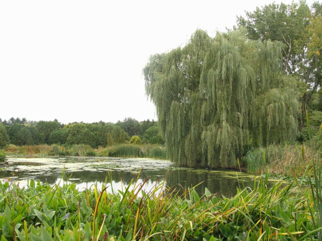 P9274393_Salix_x_sepulcralis_nothovar_chrysocoma_MBG