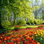 Keukenhof spring garden